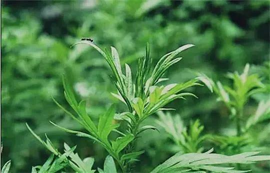苏轼五言绝句100首（最美五言绝句100首）