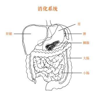 瑜伽净食完整步骤（瑜伽净食疗法的食谱）
