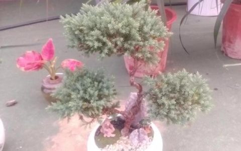 学习态度与能力（我对学习的态度和看法）