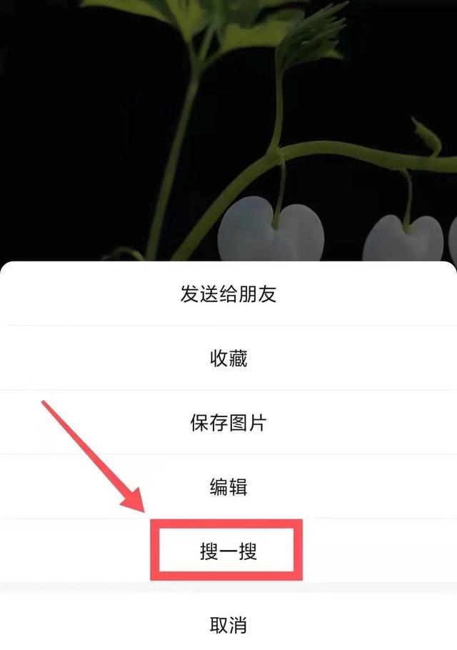 看图识物软件（看图识物百度识图）