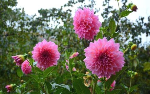 教师能力结构（下列哪一项不属于幼儿自我控制能力结构）