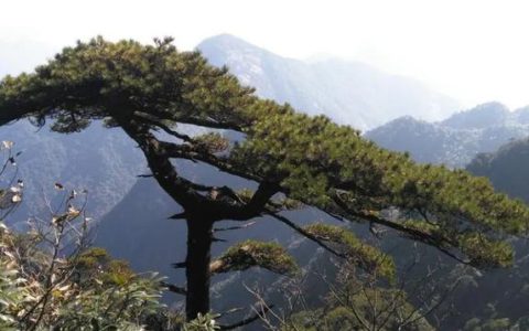 职工悼词生平简介范文（追悼会生平简介范文）