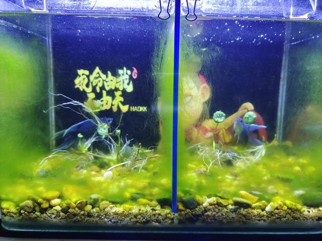 致命的伤害的含义是什么（什么伤害最为致命）