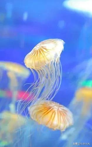 笔尖流出的故事300字六年级（笔尖流出的故事六年级作文400字陆天）