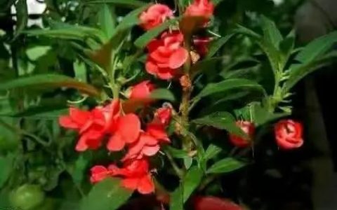 凤仙花观察日记四年级400字（凤仙花观察日记四年级科学老师发了几颗种子）