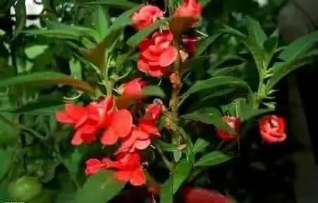 凤仙花观察日记四年级400字（凤仙花观察日记四年级科学老师发了几颗种子）