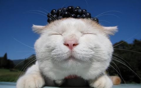 小猪的理想教案（小猪的理想故事）