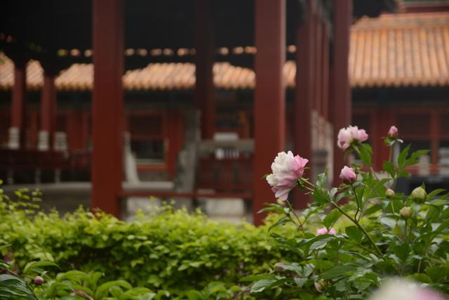 故宫导游图(故宫导游词500字)