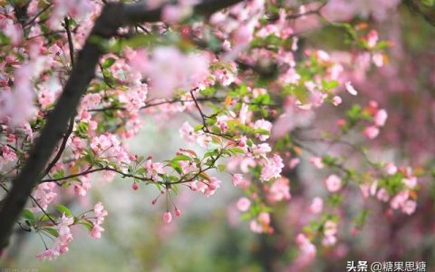 春天的说说简短一句话（春天的说说简短唯美）