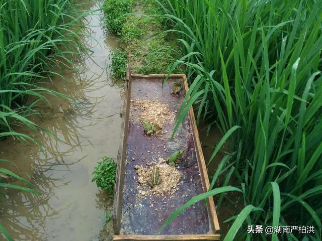 天籁之音造句六年级，天籁之音造句六年级简短！