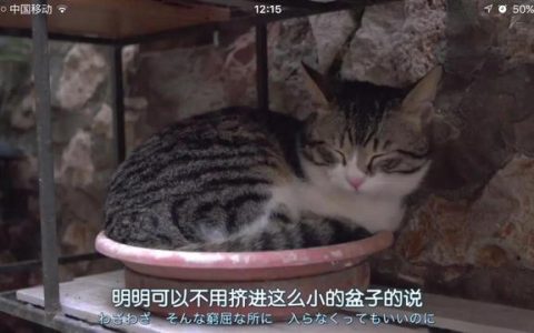 假如我是一只猫作文想象作文，假如我是一只猫作文想象作文300字