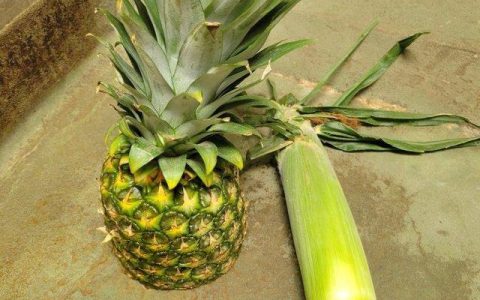 动物观察日记300字小狗，动物观察日记300字乌龟
