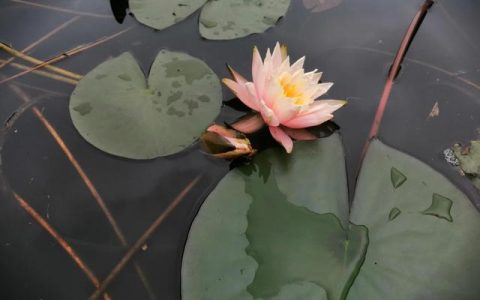 天籁之音造句六年级，天籁之音造句六年级简短！