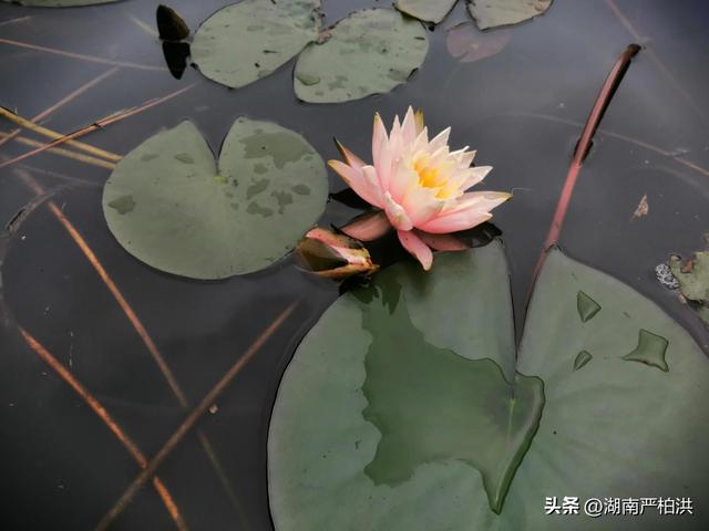天籁之音造句六年级，天籁之音造句六年级简短！