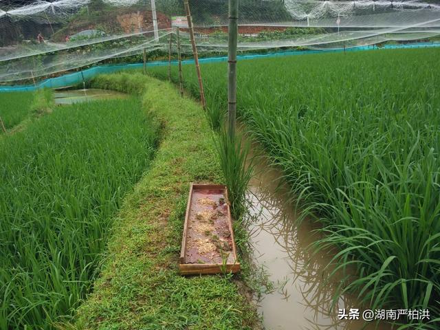 天籁之音造句六年级，天籁之音造句六年级简短！