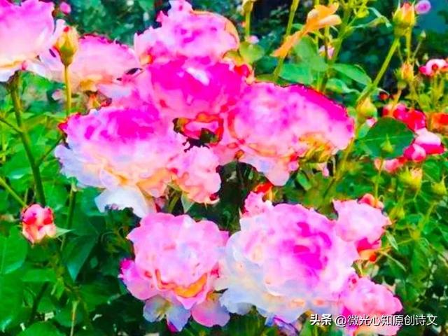 最美的颜色作文600字，最美的颜色作文600字初中