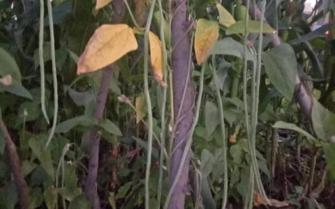 病病歪歪活百年,硬硬朗朗走人前，为什么病病歪歪活百年