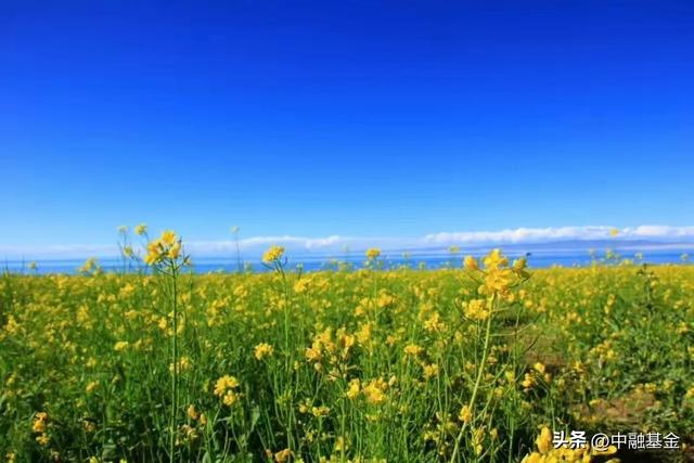 边城读后感大学生2000字，边城读后感大学生1000字！