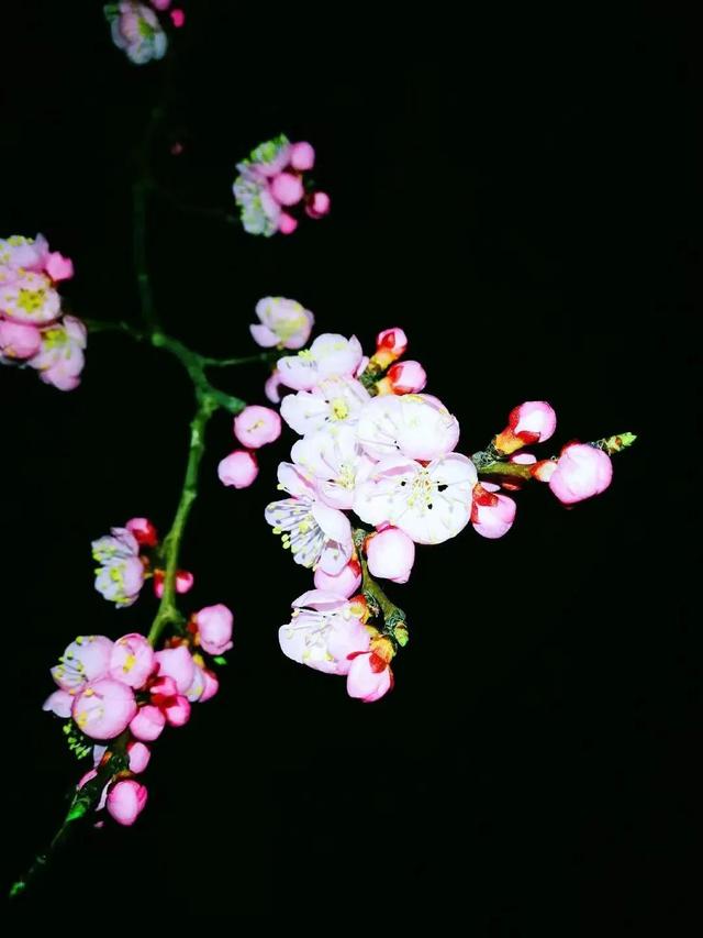 杏花作文三年级300字，杏花作文三年级300字左右优秀！