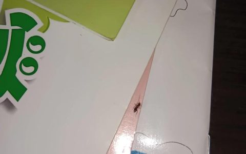 观察日记蚂蚁搬食物，观察日记蚂蚁搬食物300字三年级！