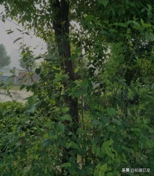 儿时文章（三），儿时记忆，我的母亲