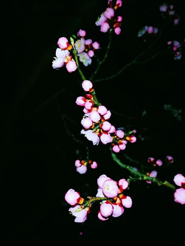 杏花作文三年级300字，杏花作文三年级300字左右优秀！