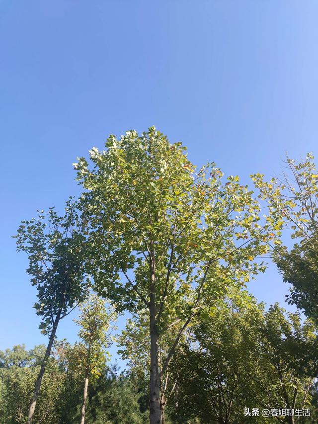 善良的大姨，是一大家子的主心骨