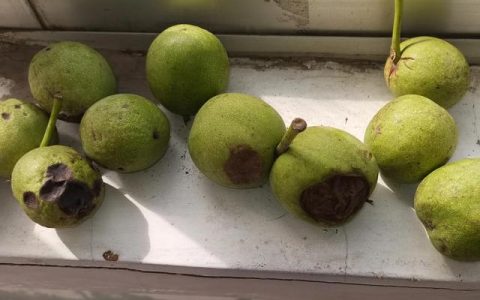 关于中秋节的英语作文带翻译，关于中秋节的英语作文带翻译的,60词左右！