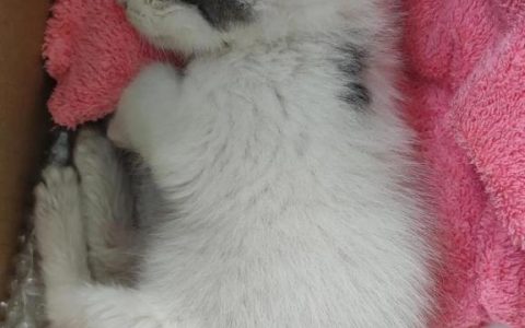 我喜欢的小猫300字作文大全，我喜欢小猫300字优秀作文！
