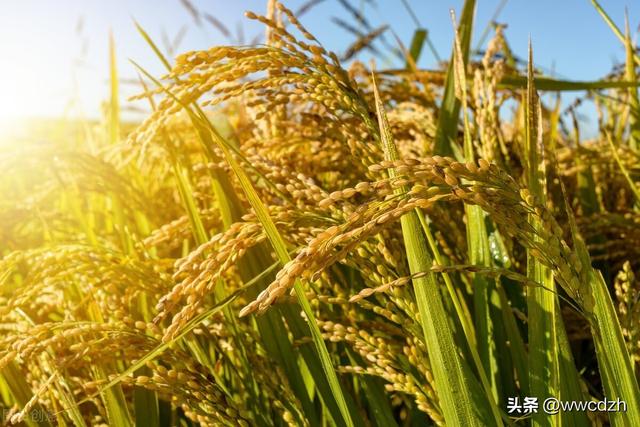 秋天还走进了哪里怎么做，秋天来了我们要做什么！