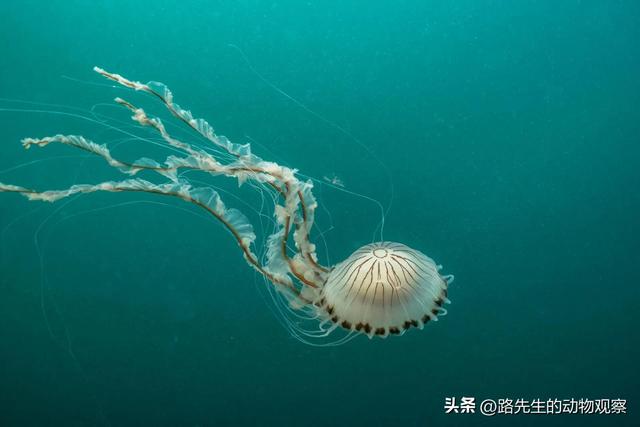 观察动物的观察记录，观察动物的观察记录100字！