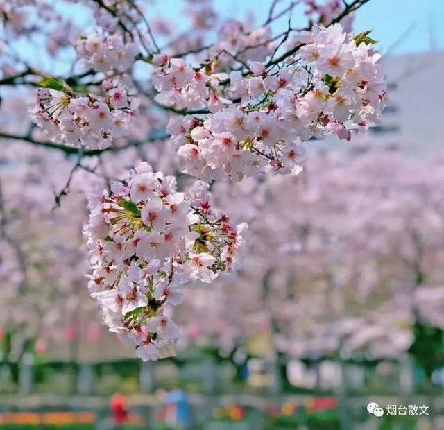 吾父是什么字，吾祖父是什么意思！