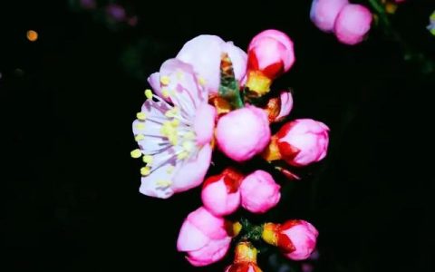 杏花作文三年级300字，杏花作文三年级300字左右优秀！