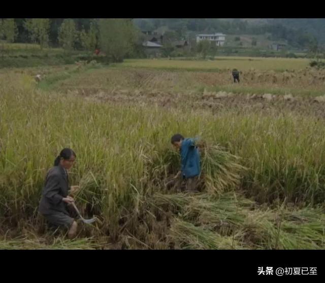 儿时文章（三），儿时记忆，我的母亲