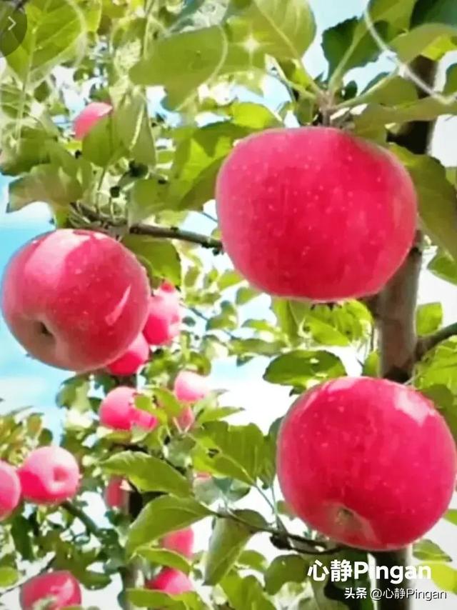 佳人在远方是什么意思，远方有佳人是什么意思！