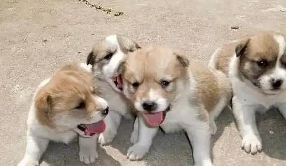 狗狗旺财是什么电影，关于一条狗旺财的电影！