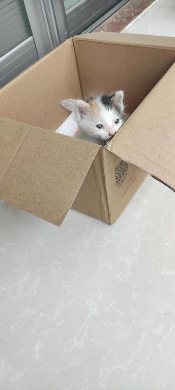 我喜欢的小猫300字作文大全，我喜欢小猫300字优秀作文！