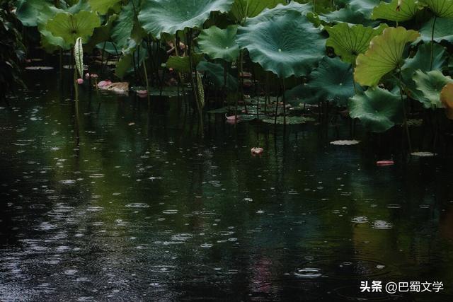 描写雨的文章名家_短篇，描写雨的文章名家_短篇摘抄！