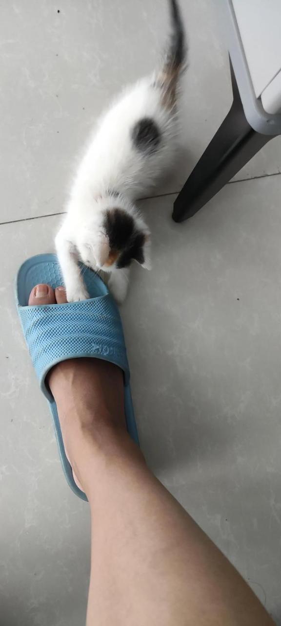 我喜欢的小猫300字作文大全，我喜欢小猫300字优秀作文！