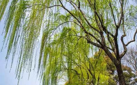 我的四季_张洁，我的四季_张洁课件！
