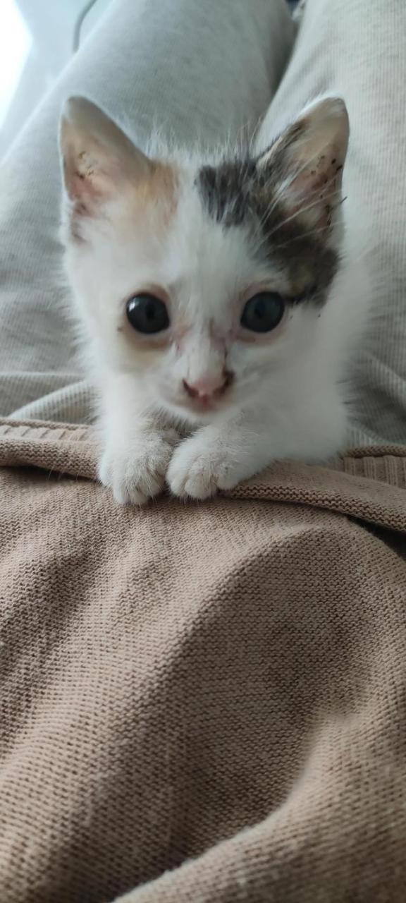 我喜欢的小猫300字作文大全，我喜欢小猫300字优秀作文！