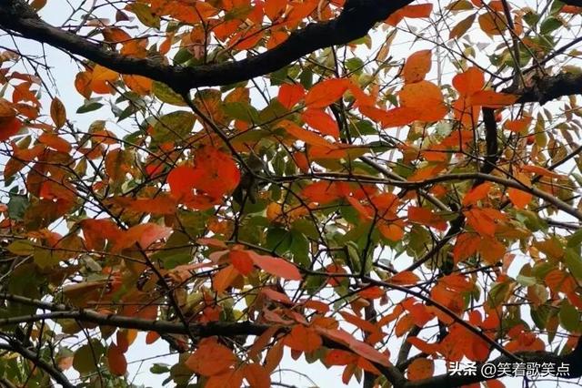 小小说早就知道我不是_您亲生的了