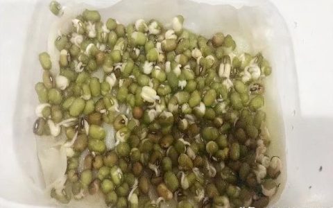 绿豆生长观察日记图片，绿豆生长观察日记图片_四年级！
