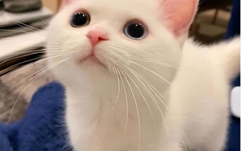 可爱的小猫作文300字左右四年级，可爱的小猫作文300字左右(免费)！