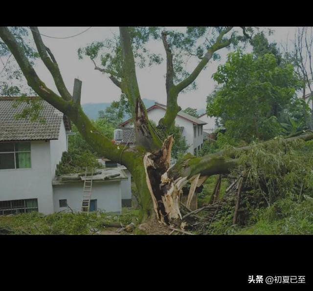 儿时文章（三），儿时记忆，我的母亲