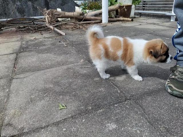 狗狗旺财是什么电影，关于一条狗旺财的电影！