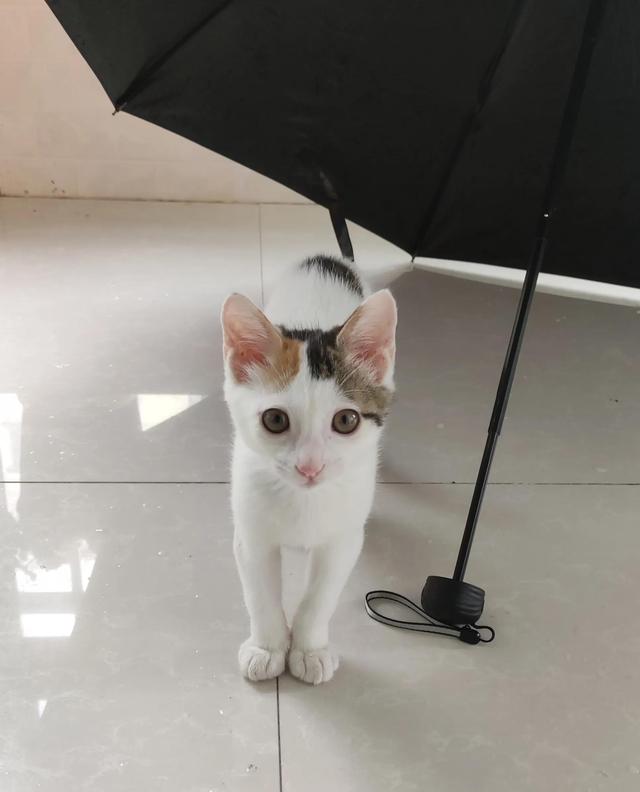 我喜欢的小猫300字作文大全，我喜欢小猫300字优秀作文！