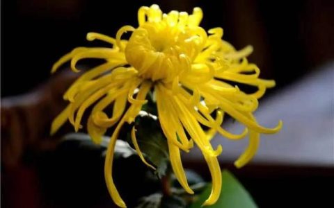 菊花黄巢的古诗，菊花黄巢的古诗带拼音