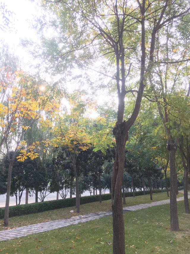 美丽的秋天600字作文，描写秋天景色的作文100字