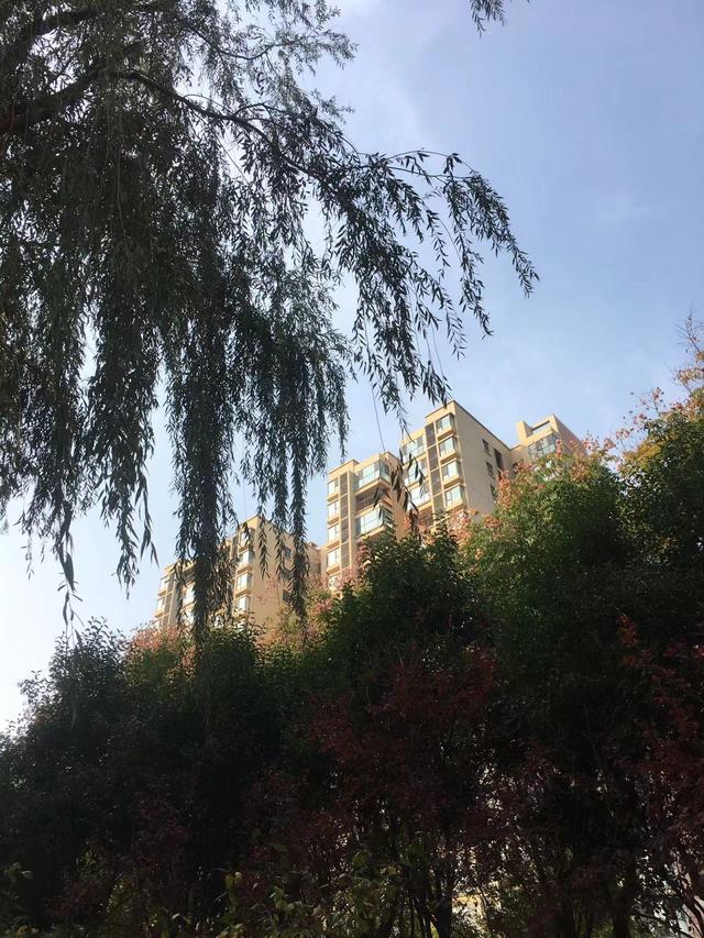 美丽的秋天600字作文，描写秋天景色的作文100字